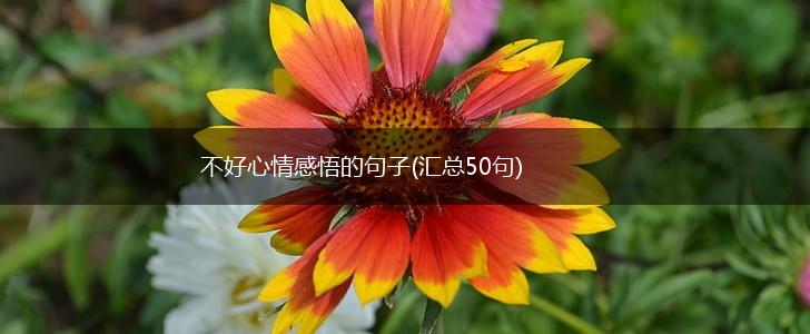 不好心情感悟的句子(汇总50句),第1张
