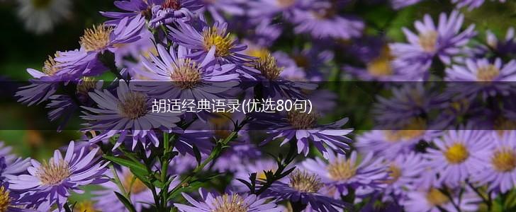 胡适经典语录(优选80句),第1张