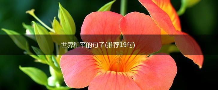 世界和平的句子(推荐19句),第1张