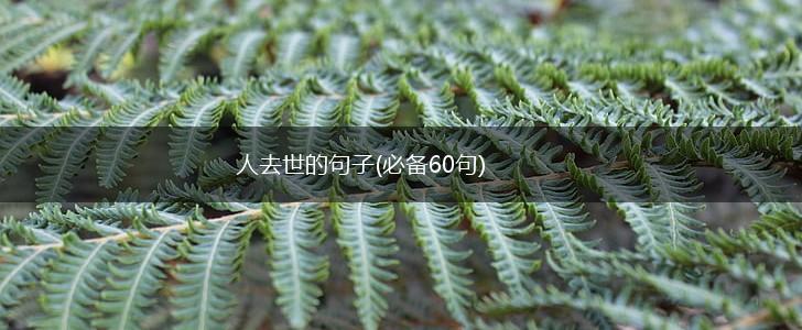 人去世的句子(必备60句),第1张