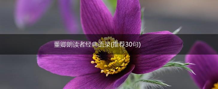 董卿朗读者经典语录(推荐30句),第1张