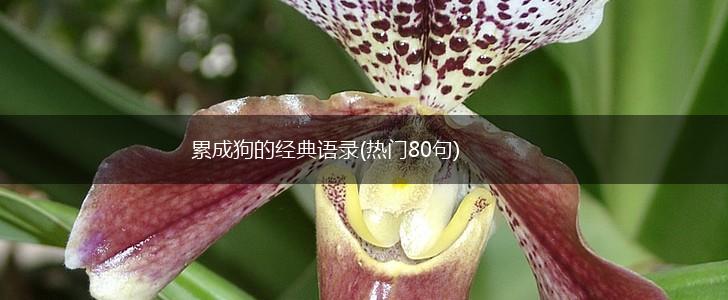 累成狗的经典语录(热门80句),第1张