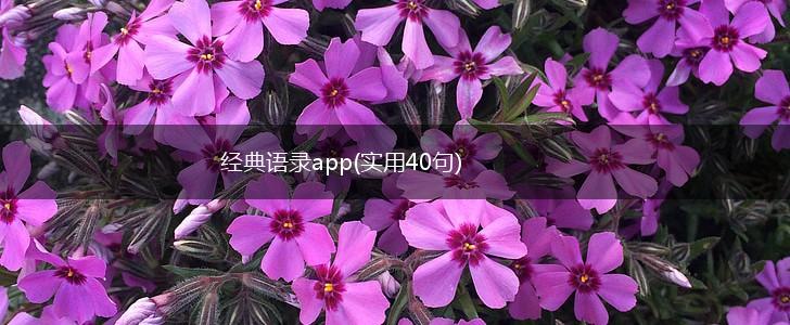 经典语录app(实用40句),第1张