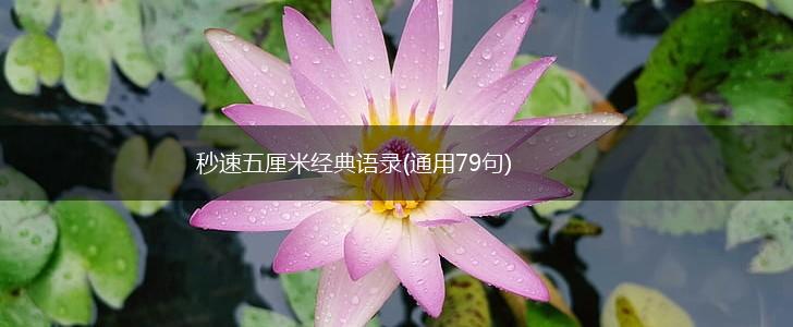 秒速五厘米经典语录(通用79句),第1张