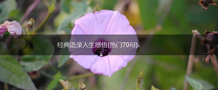 经典语录人生感悟(热门70句),第1张