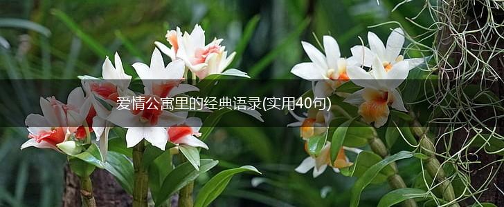 爱情公寓里的经典语录(实用40句),第1张