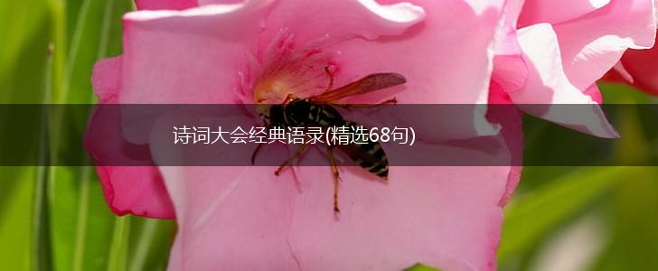 诗词大会经典语录(精选68句),第1张