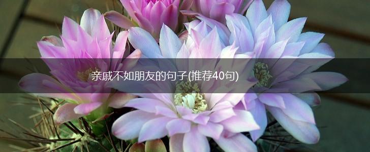 亲戚不如朋友的句子(推荐40句),第1张