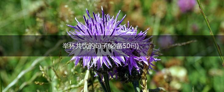 举杯共饮的句子(必备50句),第1张