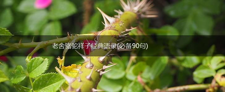 老舍骆驼祥子经典语录(必备90句),第1张