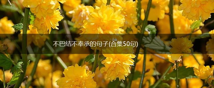 不巴结不奉承的句子(合集50句),第1张