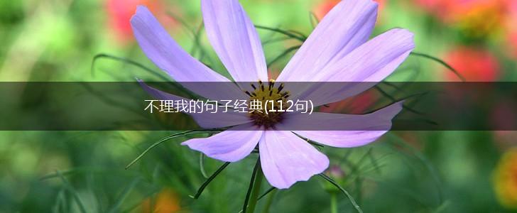 不理我的句子经典(112句),第1张