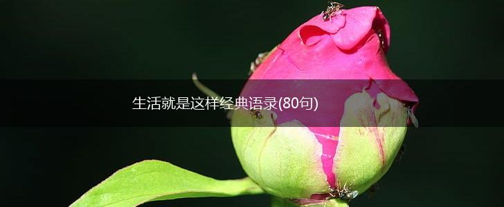 生活就是这样经典语录(80句),第1张