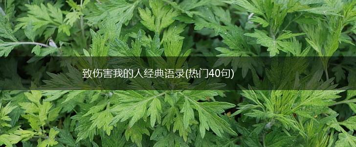 致伤害我的人经典语录(热门40句),第1张 致伤害我的人经典语录(热门40句),第1张