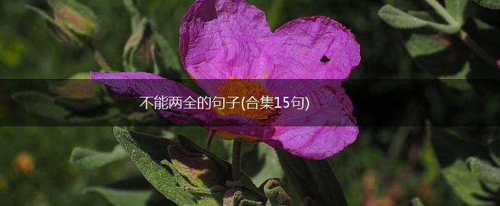 不能两全的句子(合集15句),第1张