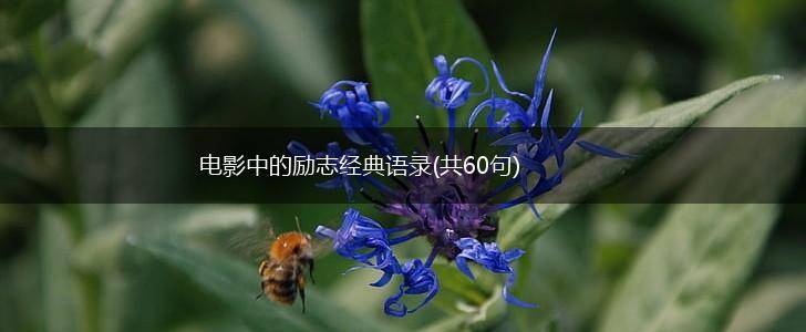 电影中的励志经典语录(共60句),第1张