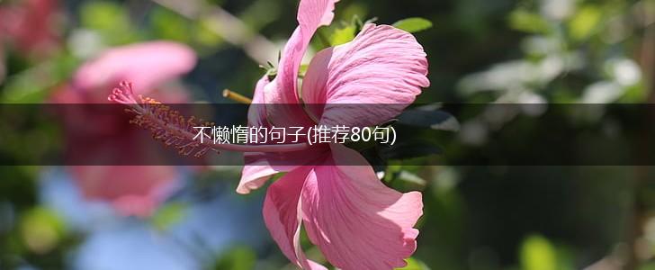 不懒惰的句子(推荐80句),第1张