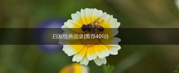 白发经典语录(推荐40句),第1张