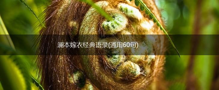 澜本嫁衣经典语录(通用60句),第1张