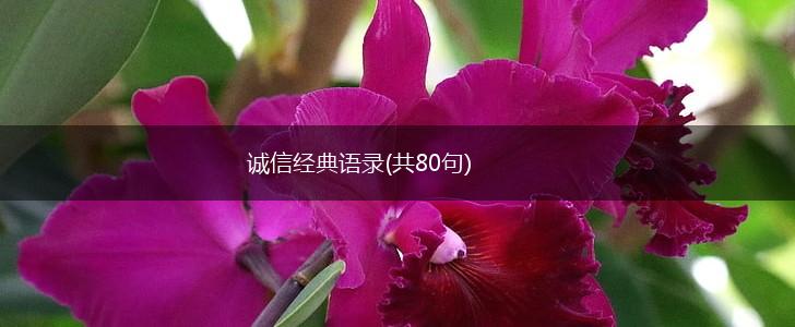 诚信经典语录(共80句),第1张