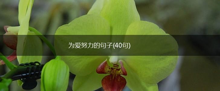 为爱努力的句子(40句),第1张