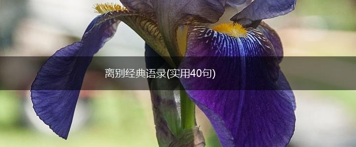 离别经典语录(实用40句),第1张