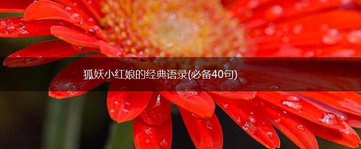 狐妖小红娘的经典语录(必备40句),第1张