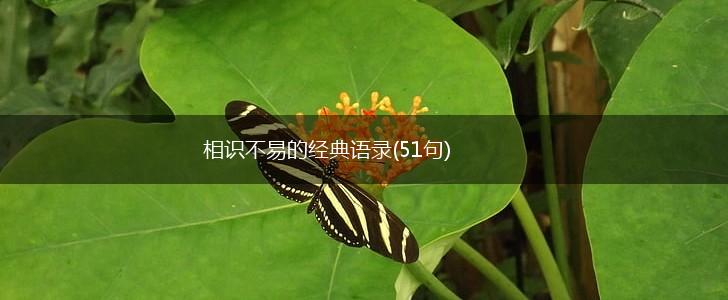 相识不易的经典语录(51句),第1张