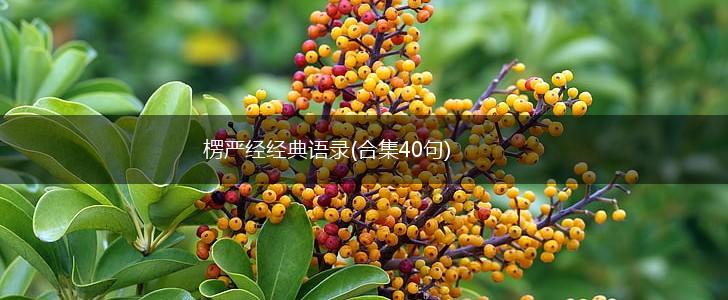 楞严经经典语录(合集40句),第1张