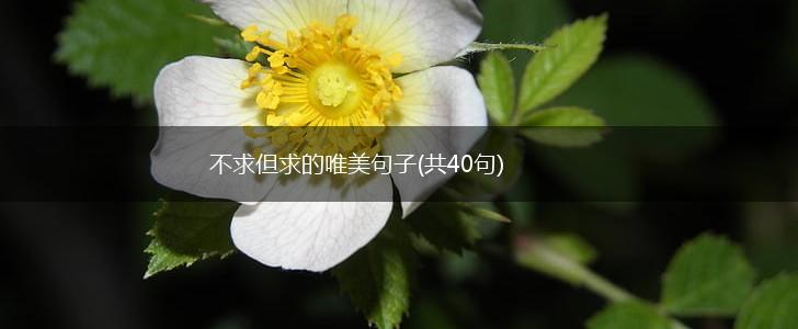 不求但求的唯美句子(共40句),第1张