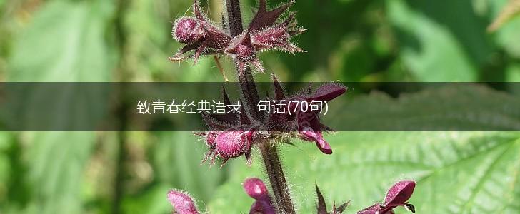 致青春经典语录一句话(70句),第1张