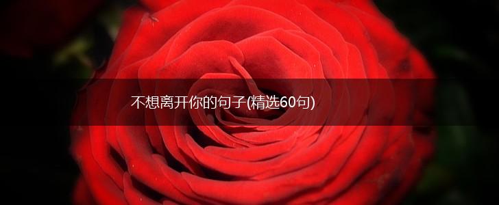 不想离开你的句子(精选60句),第1张