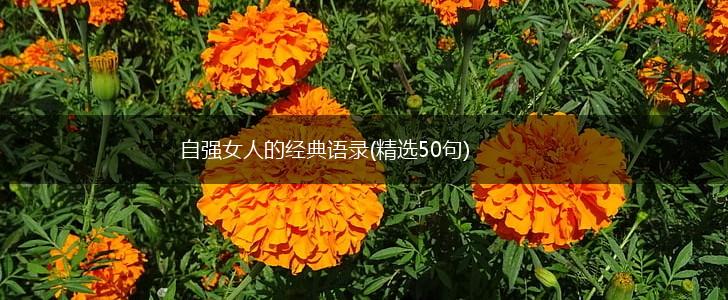 自强女人的经典语录(精选50句),第1张