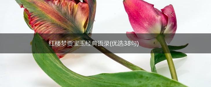 红楼梦贾宝玉经典语录(优选38句),第1张