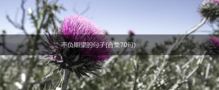 不负期望的句子(合集70句),第1张