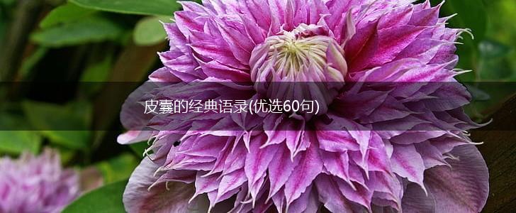 皮囊的经典语录(优选60句),第1张