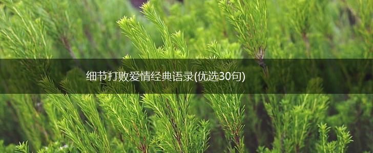 细节打败爱情经典语录(优选30句),第1张