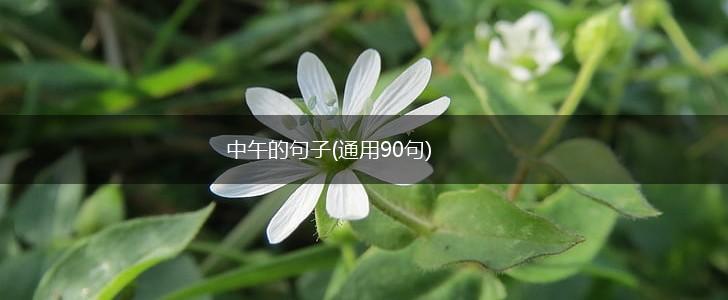 中午的句子(通用90句),第1张