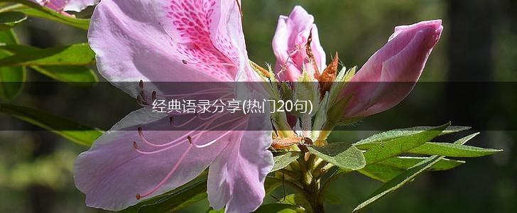 经典语录分享(热门20句),第1张