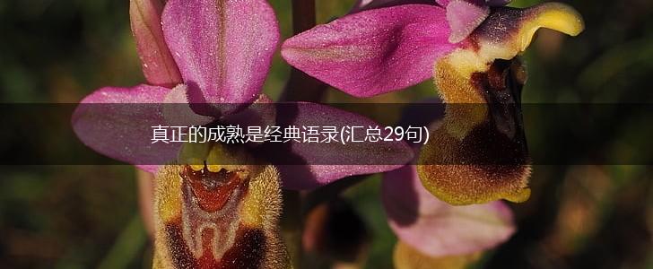 真正的成熟是经典语录(汇总29句),第1张