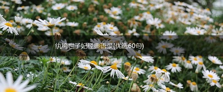 纨绔世子妃经典语录(优选60句),第1张