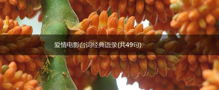 爱情电影台词经典语录(共49句),第1张