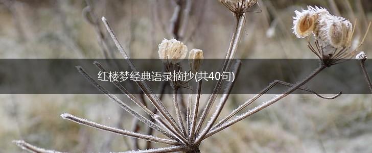 红楼梦经典语录摘抄(共40句),第1张