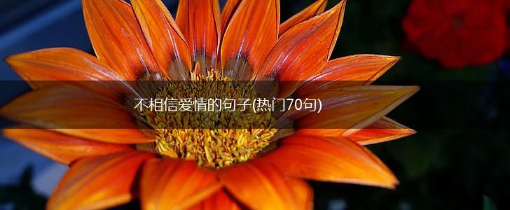 不相信爱情的句子(热门70句),第1张