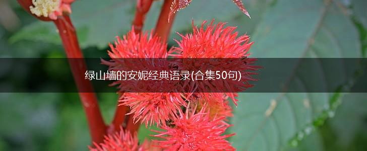 绿山墙的安妮经典语录(合集50句),第1张