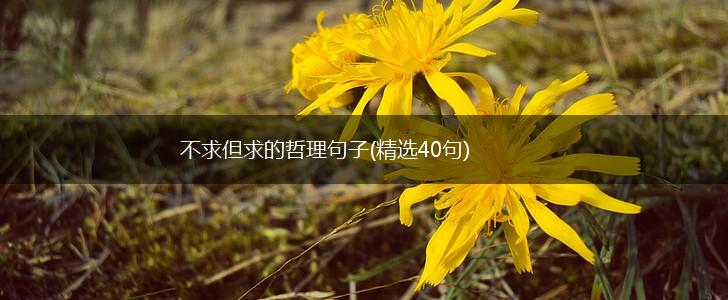 不求但求的哲理句子(精选40句),第1张
