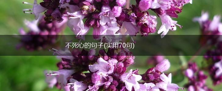 不死心的句子(实用70句),第1张