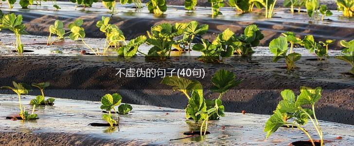 不虚伪的句子(40句),第1张