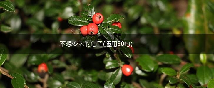 不想变老的句子(通用50句),第1张