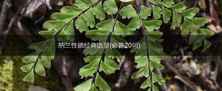 纳兰性德经典语录(必备20句),第1张